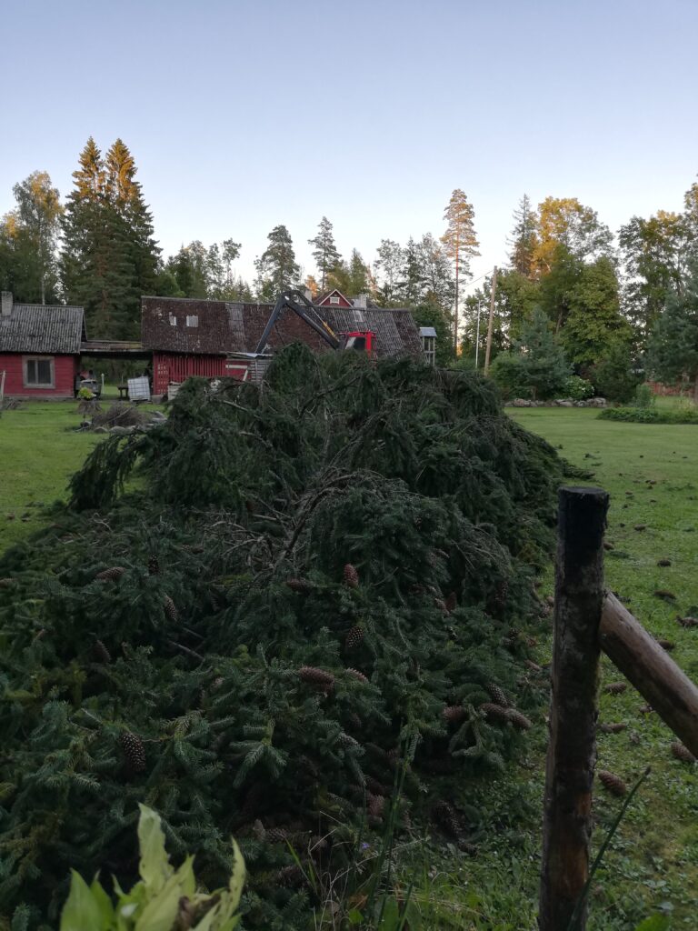 Ohtlik kuusk